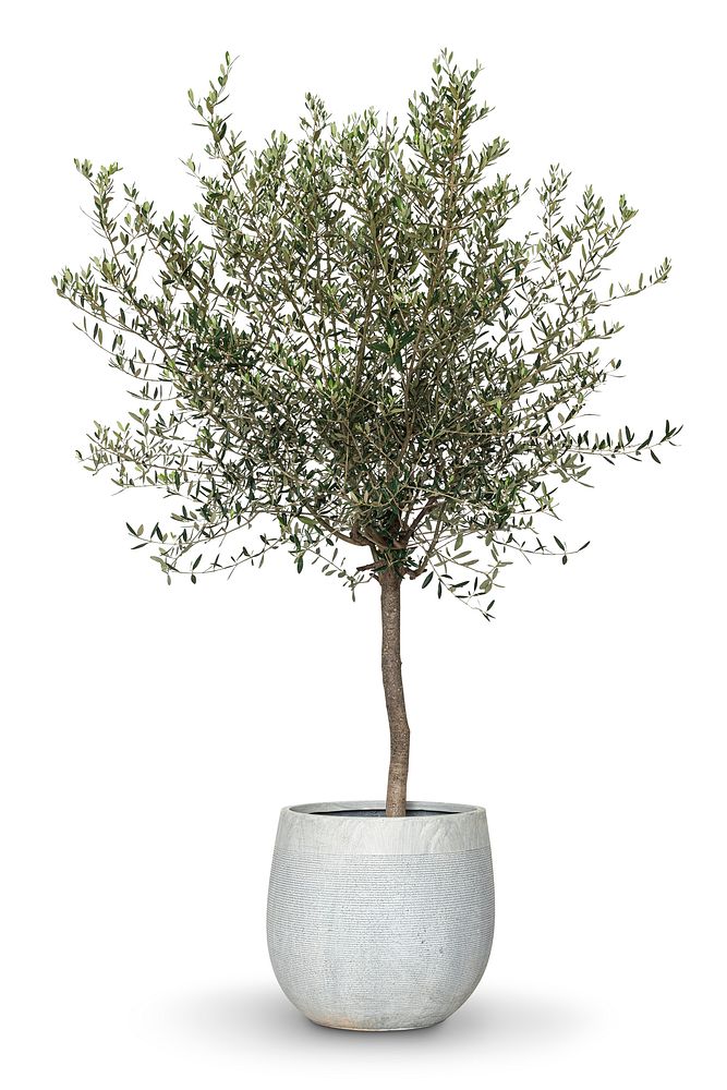 Olive tree house plant in a pot