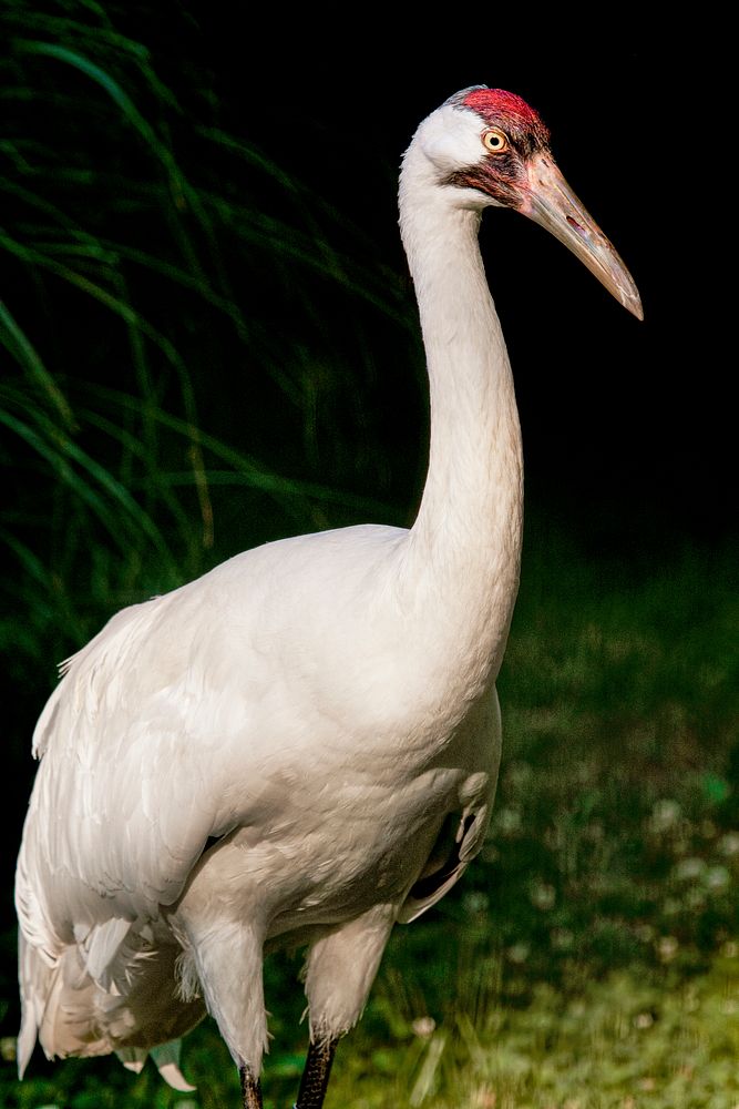 Whooping Crane (2011) by Smithsonian Institution. Original from Smithsonian's National Zoo. Digitally enhanced by rawpixel.