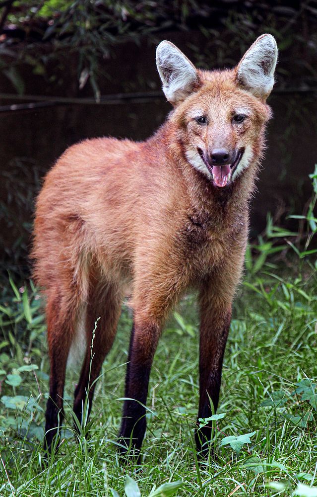 Maned Wolf (2016) by Gil Myers. Original from Smithsonian's National Zoo. Digitally enhanced by rawpixel.