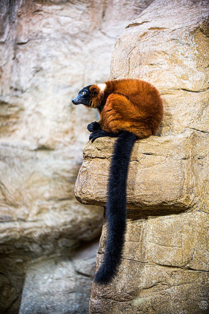 Red Ruffed Lemur (2018) by Roshan Patel. Original from Smithsonian's National Zoo. Digitally enhanced by rawpixel.