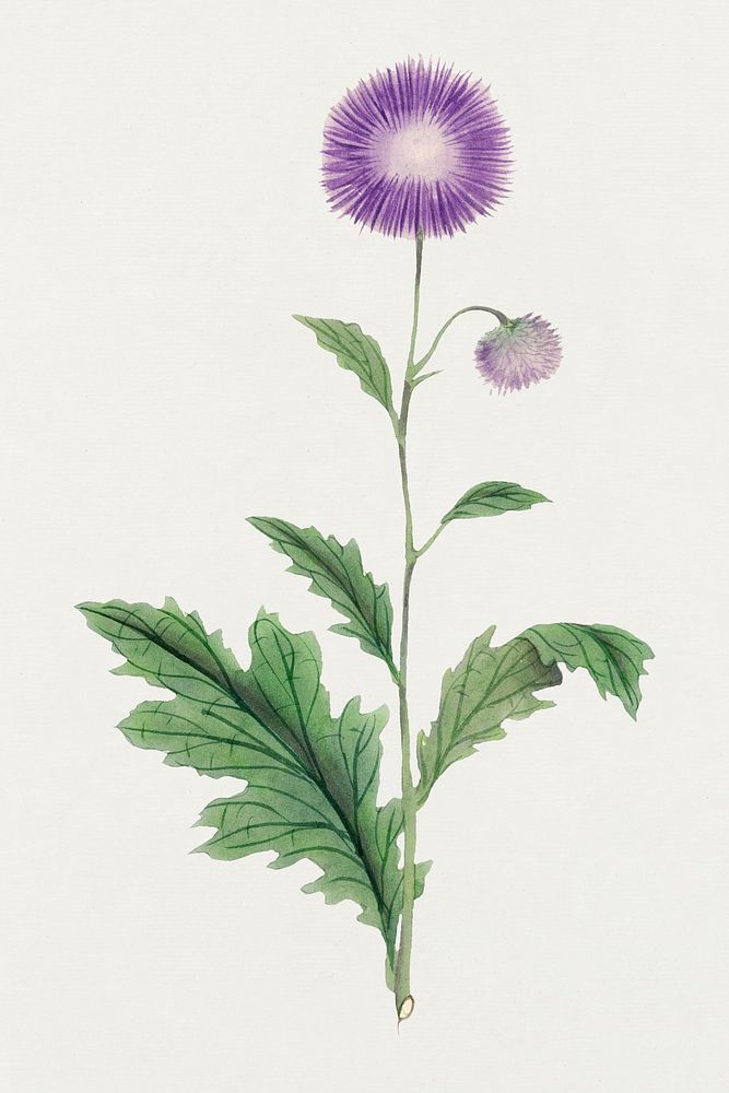 Classic flower psd Echinops, vintage Japanese art remix from the David Murray collection