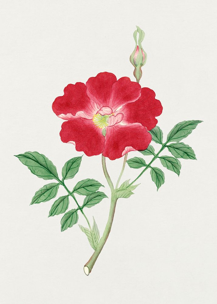 Rock Trumpet flower psd classic style, vintage Japanese art remix from the David Murray collection