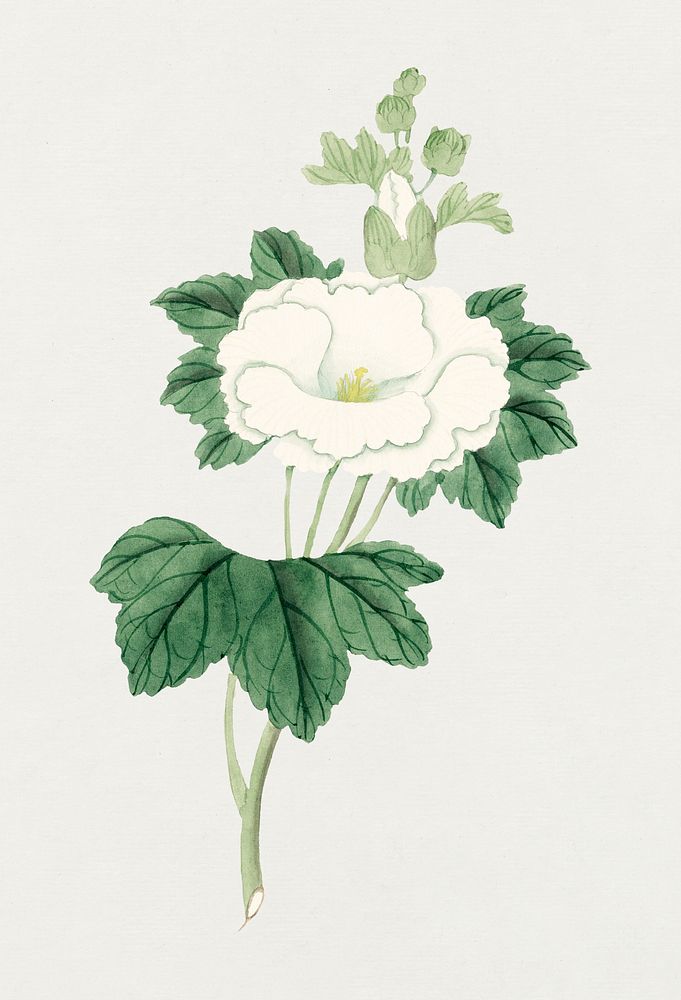 Flower psd white Hollyhock antique style, vintage Japanese art remix from the David Murray collection