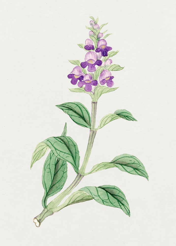 Showy Penstemon flower psd classic style, vintage Japanese art remix from the David Murray collection