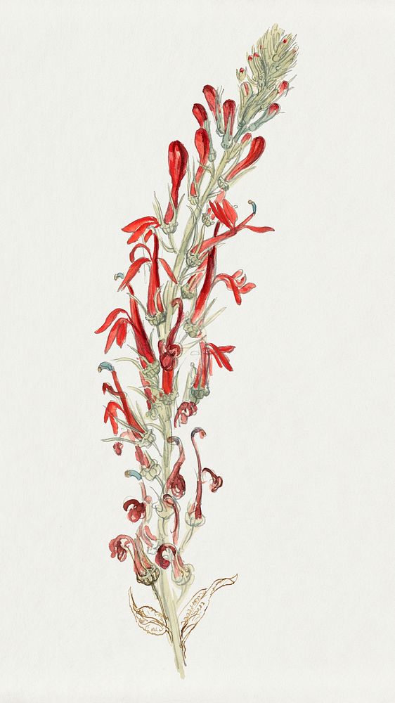 Classic flower in hand drawn Cardinal Flower, remixed from artworks by Samuel Colman