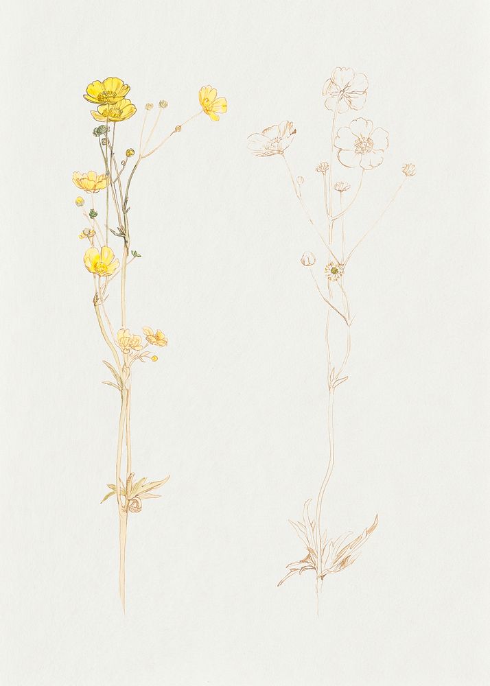 Vintage flower in hand drawn meadow flowers, remixed from artworks by Samuel Colman
