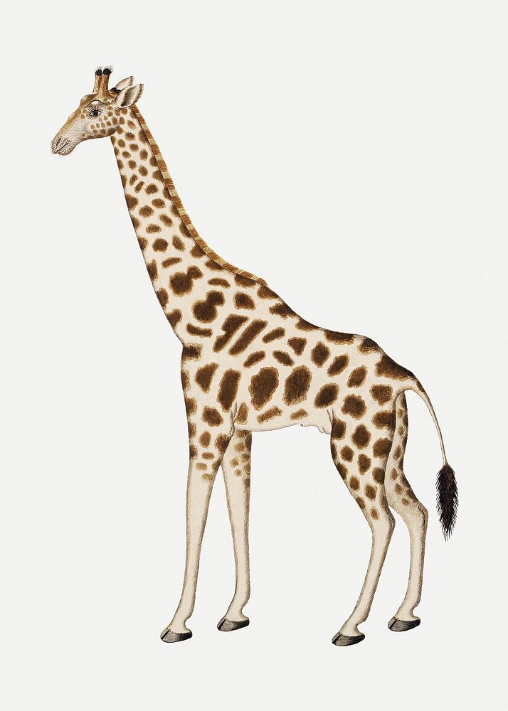 Giraffe psd antique watercolor animal illustration, remixed from the artworks by Robert Jacob Gordon