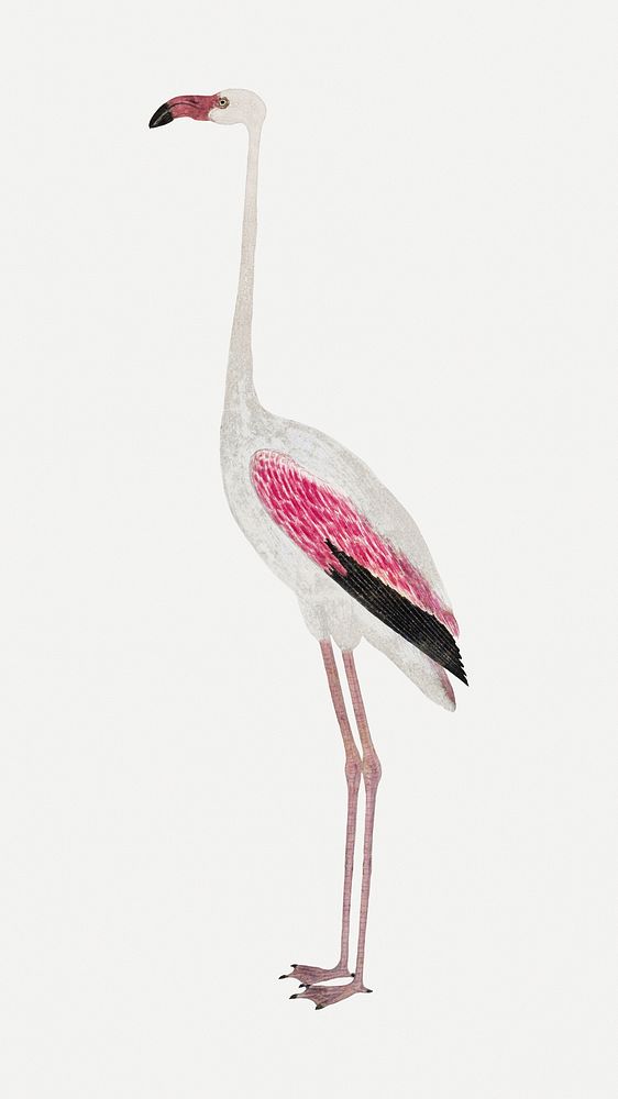 Flamingo illustration classic watercolor drawing, remixed from the artworks from Robert Jacob Gordon