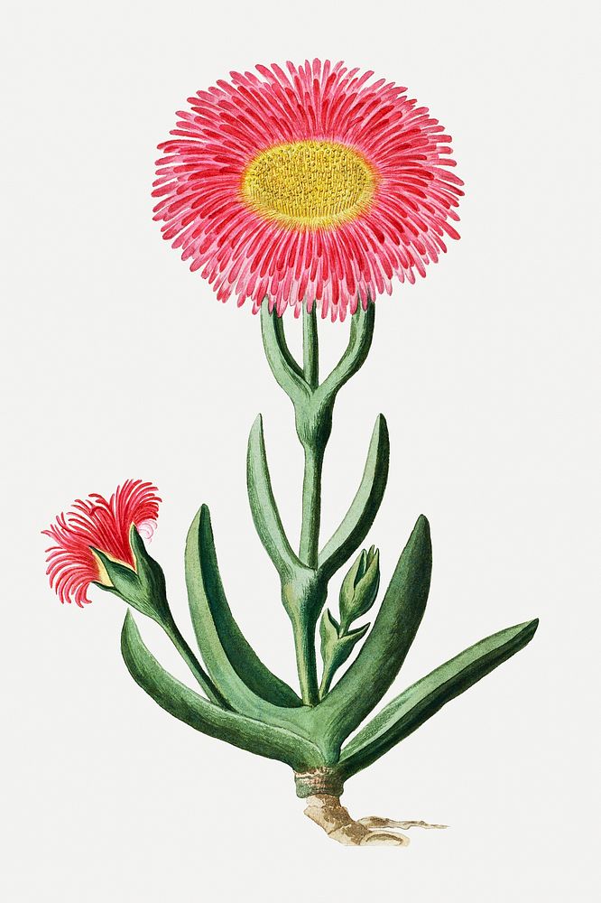 Carpobrotus quadrifidus psd vintage flower illustration set, remixed from the artworks by Robert Jacob Gordon