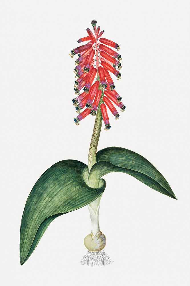 Lachenalia bulbifera psd vintage flower illustration set, remixed from the artworks by Robert Jacob Gordon