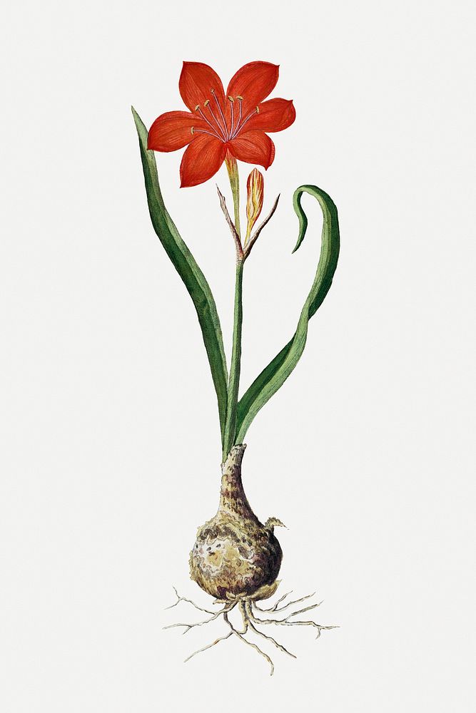 Fire lily psd vintage flower illustration set, remixed from the artworks by Robert Jacob Gordon