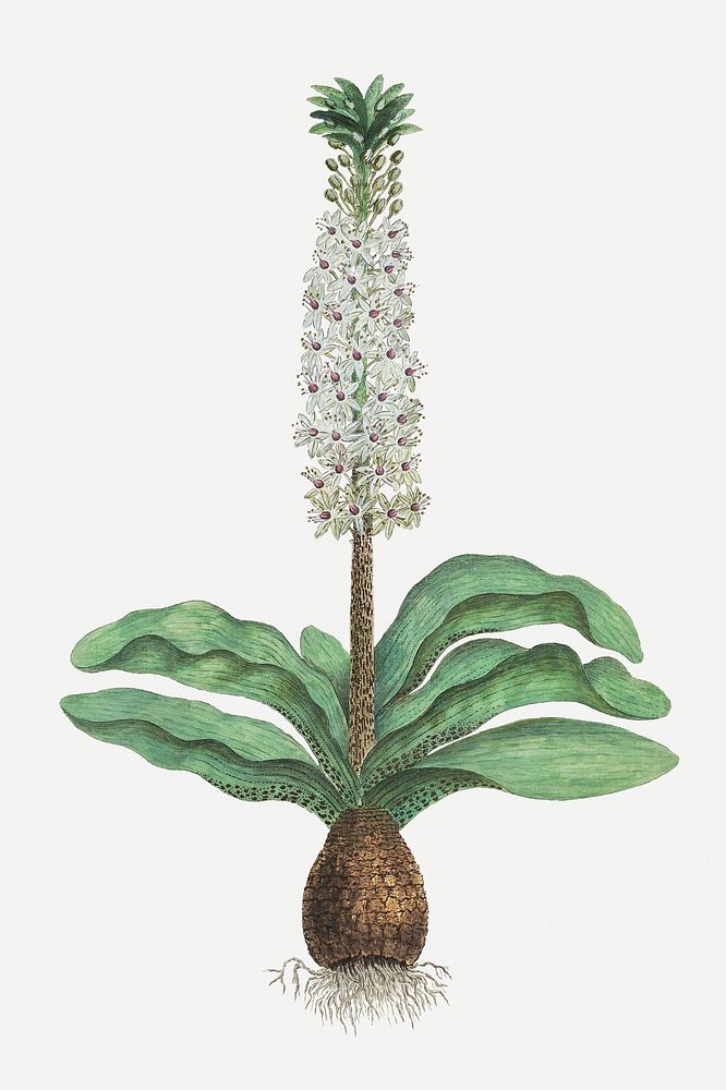 Pineapple flower psd vintage flower illustration set, remixed from the artworks by Robert Jacob Gordon