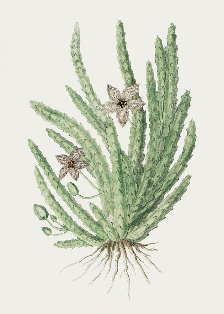 Stapelia paniculata psd vintage flower illustration set, remixed from the artworks by Robert Jacob Gordon