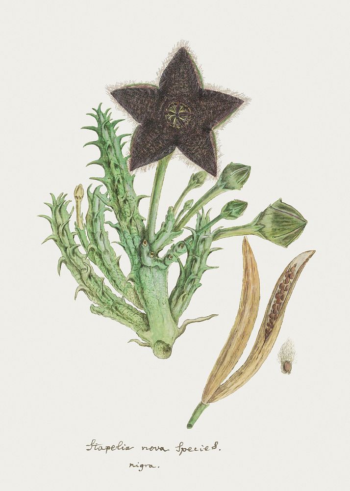 Tridentea gemmiflora (Masson) Haw.(Stapelia gemmiflora) (1777&ndash;1786) painting in high resolution by Robert Jacob…