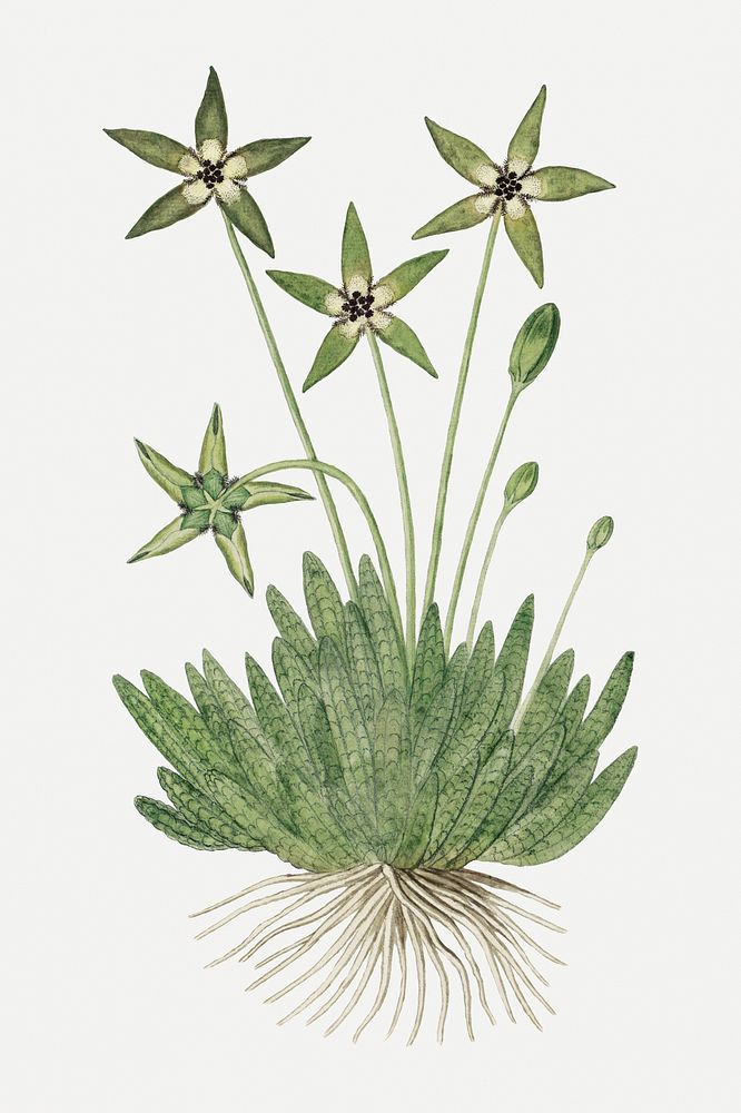 Tridentea pedunculata psd vintage flower illustration set, remixed from the artworks by Robert Jacob Gordon
