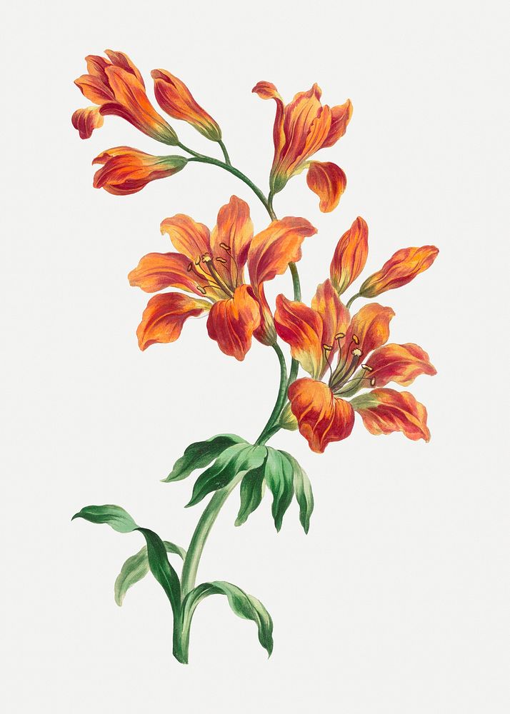 Vintage orange lily floral art print, remixed from artworks by John Edwards
