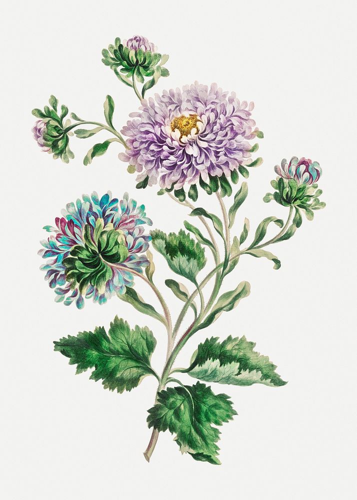 Vintage China Aster floral art print, remixed from artworks by John Edwards