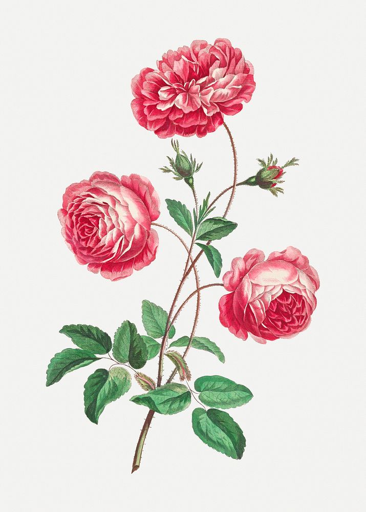 Vintage Provence rose floral art print, remixed from artworks by John Edwards