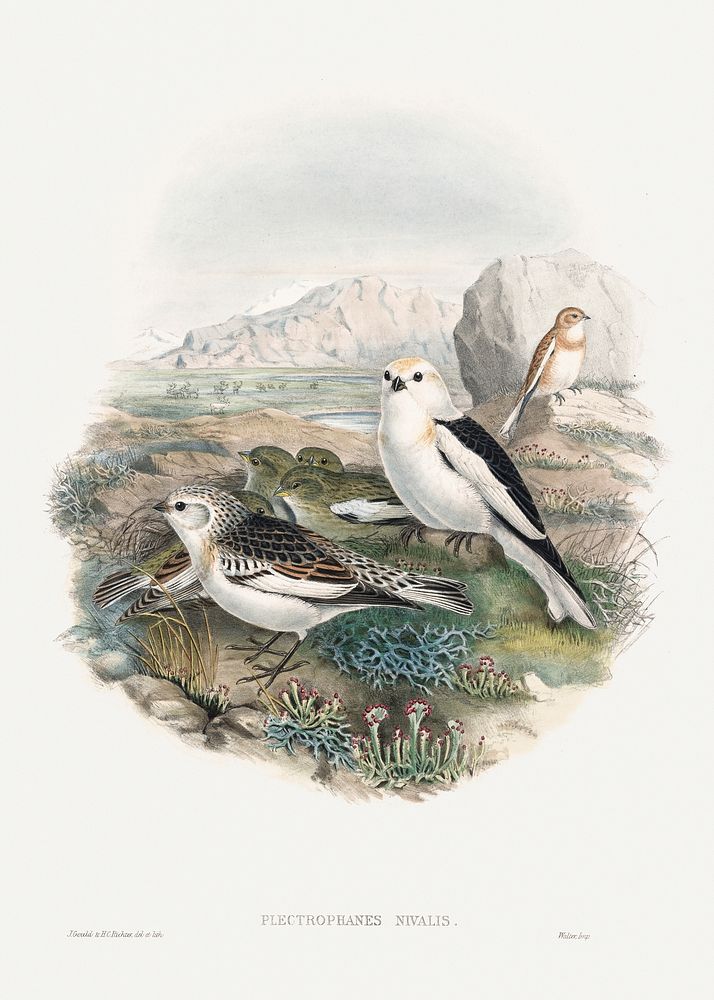The birds of Great Britain; Plestrophanes Nivalis (1873) print in high resolution by John Gould. Original from The Cleveland…