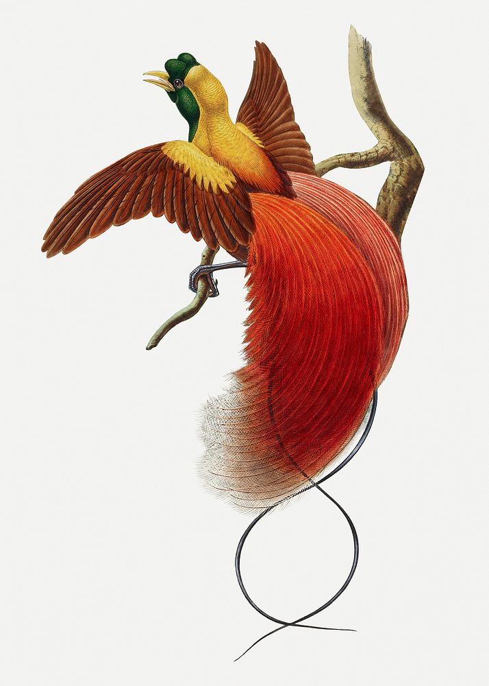 Red bird of paradise animal art print, remixed from artworks by John Gould and William Matthew Hart