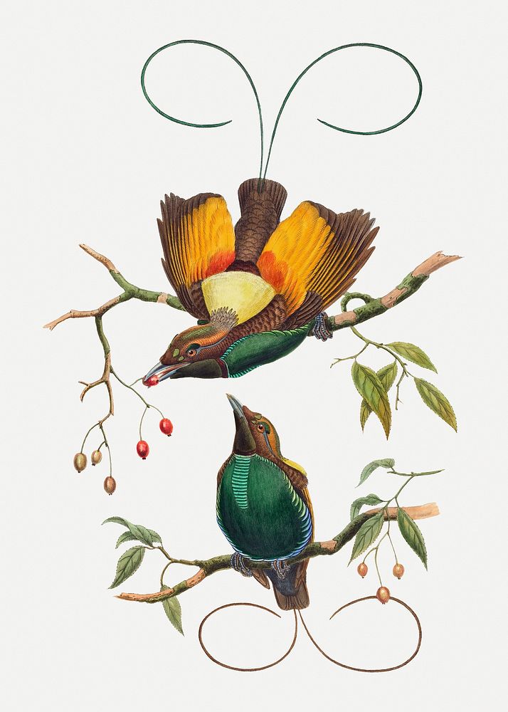 Magnificent bird of paradise animal art print, remixed from artworks by John Gould and William Matthew Hart