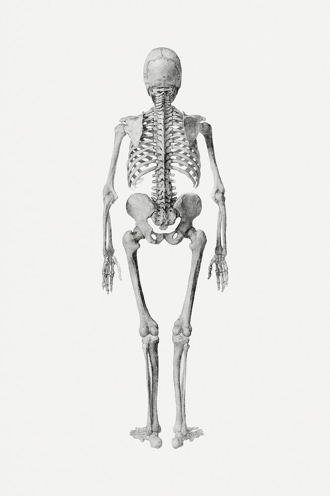 Human skeleton psd drawing, remixed from artworks by George Stubbs