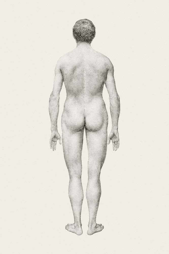 Human Figure, Posterior View, Undissected (Finished Study for Table VII), (1795&ndash;1806) drawing in high resolution by…