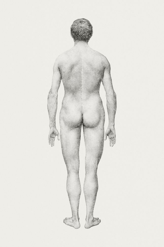 Human Figure, Posterior View, Undissected (Finished Study for Table VII), (1795–1806) drawing in high resolution by George…