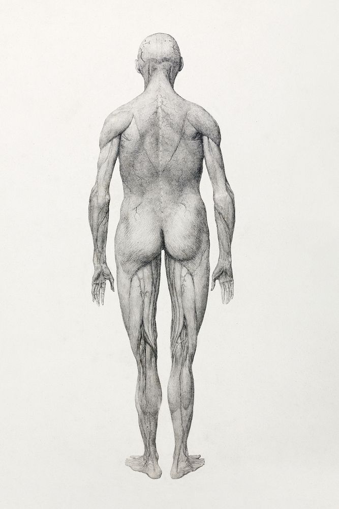 Human Figure, Posterior View, Partially Dissected (Finished Study for Table XII), (1795&ndash;1806) drawing in high…