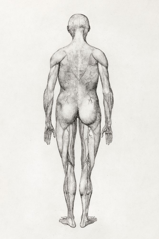 Human Figure, Posterior View (Almost Identical to Finished Drawing for Table XII), (1795&ndash;1806) drawing in high…