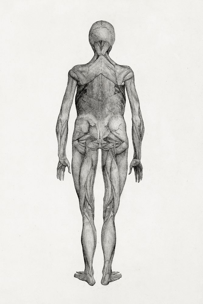 Human Figure, Posterior View (Finished Study for an Unpublished Plate), (1795&ndash;1806) drawing in high resolution by…