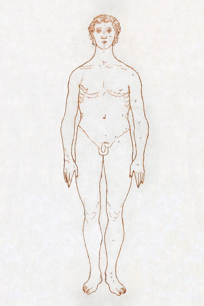 Study of the Human Figure, Anterior View (Outline Drawing for Table VI), (1795&ndash;1806) drawing in high resolution by…
