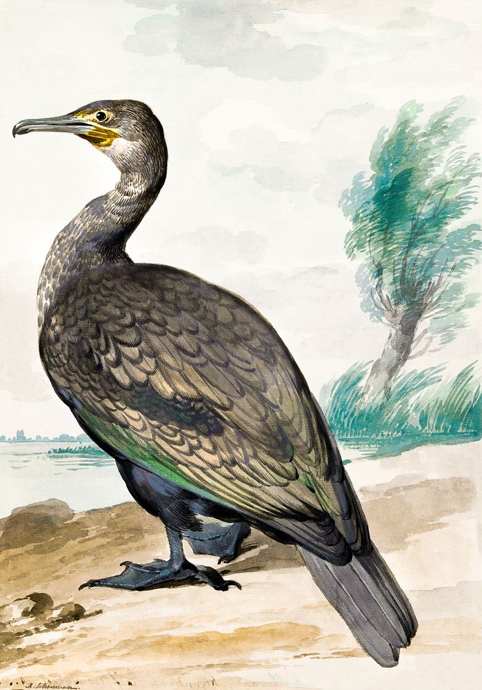 Cormorant (ca. 1720–1792) painting in high resolution by Aert Schouman. Original from the Rijksmuseum. Digitally enhanced by…