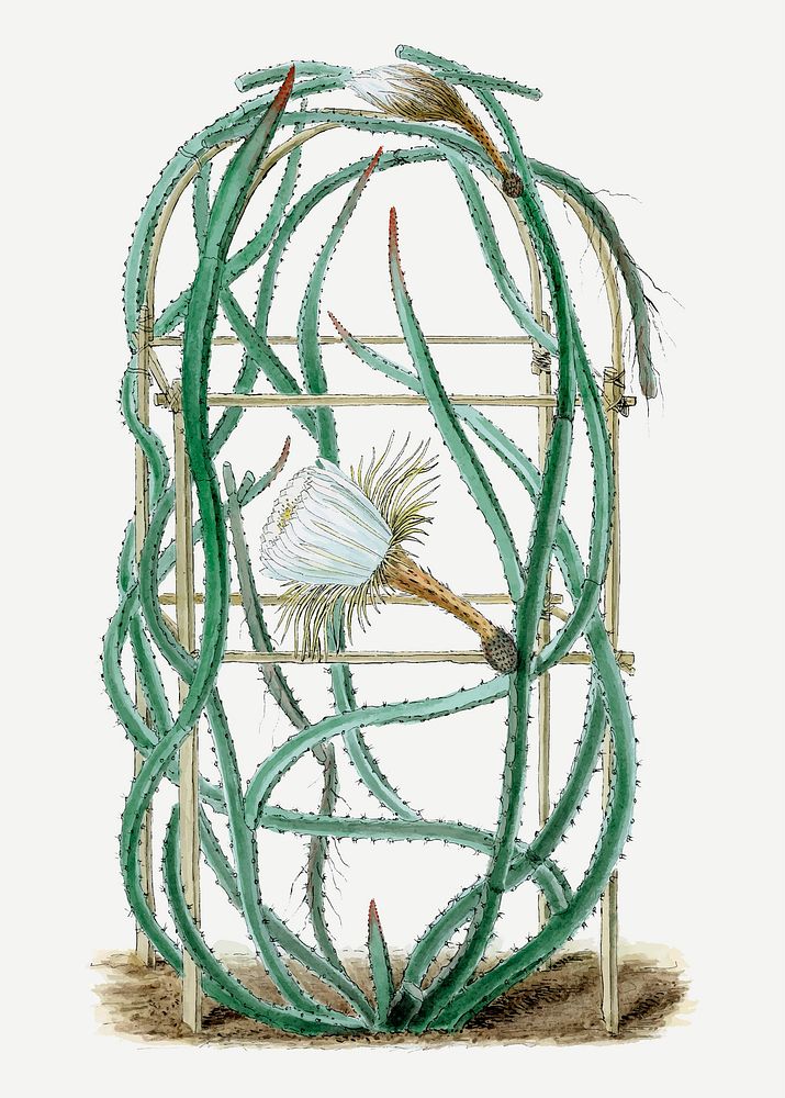 Snake cactus drawing, vintage botanical illustration, classic vector collage element