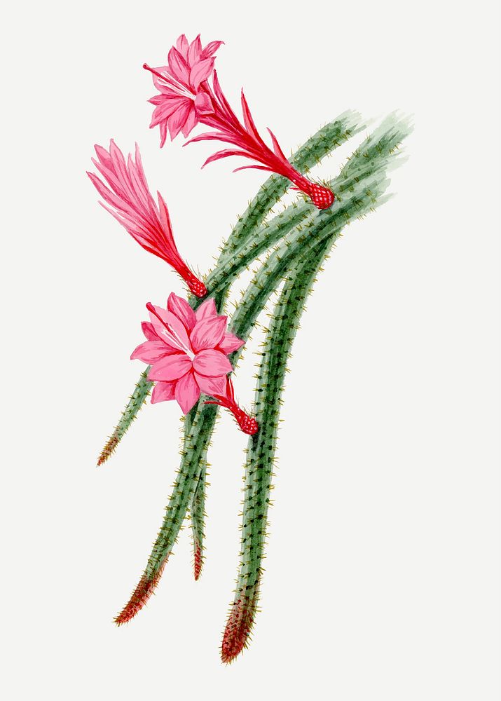 Pink flower drawing, aesthetic vintage Rattail cactus illustration, classic design element vector