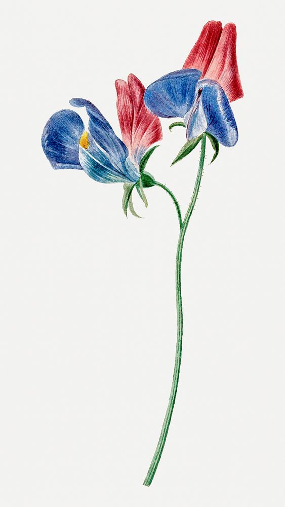 Sweet pea flower psd illustration, remixed from artworks by Michiel van Huysum