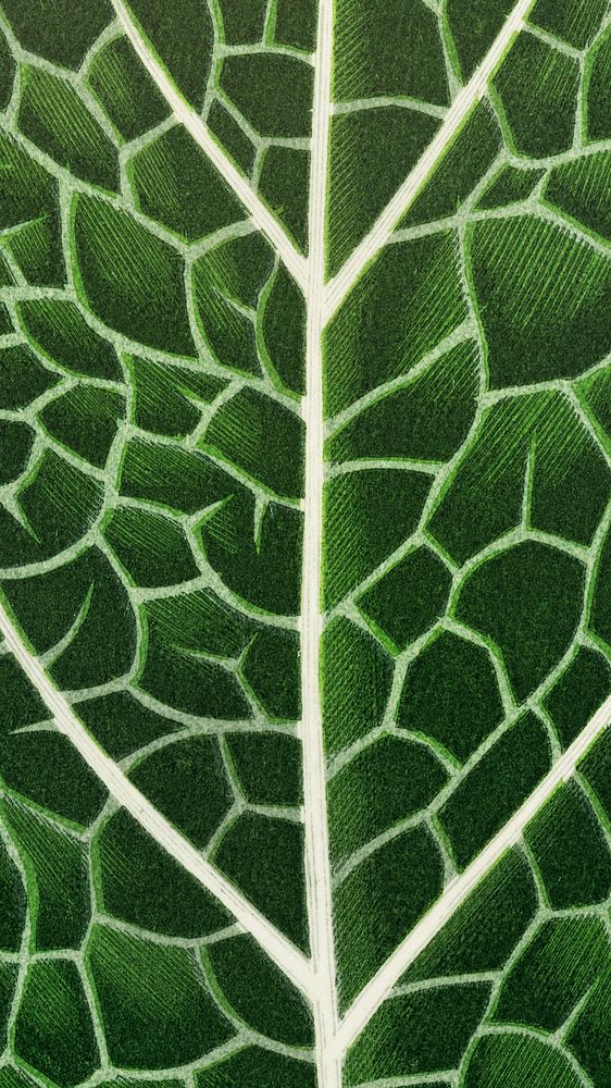 Green leaf mobile wallpaper, botanical nature background