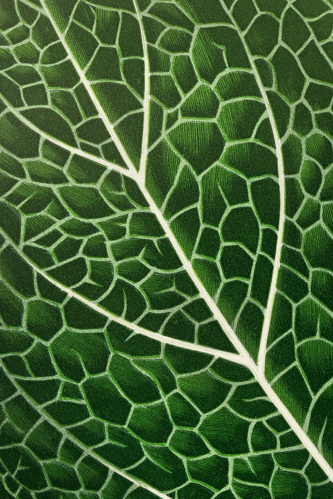 Botanical green leaf iPhone background, aesthetic nature graphic