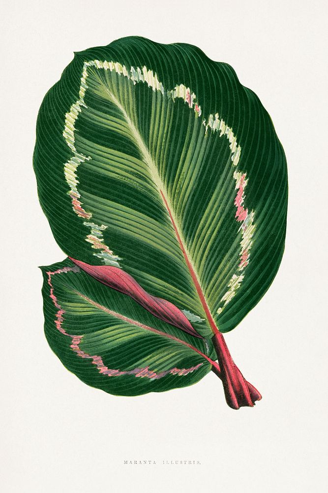 Green Mantara Illustris leaf illustration.  Digitally enhanced from our own original 1865 edition of Les Plantes à Feuillage…