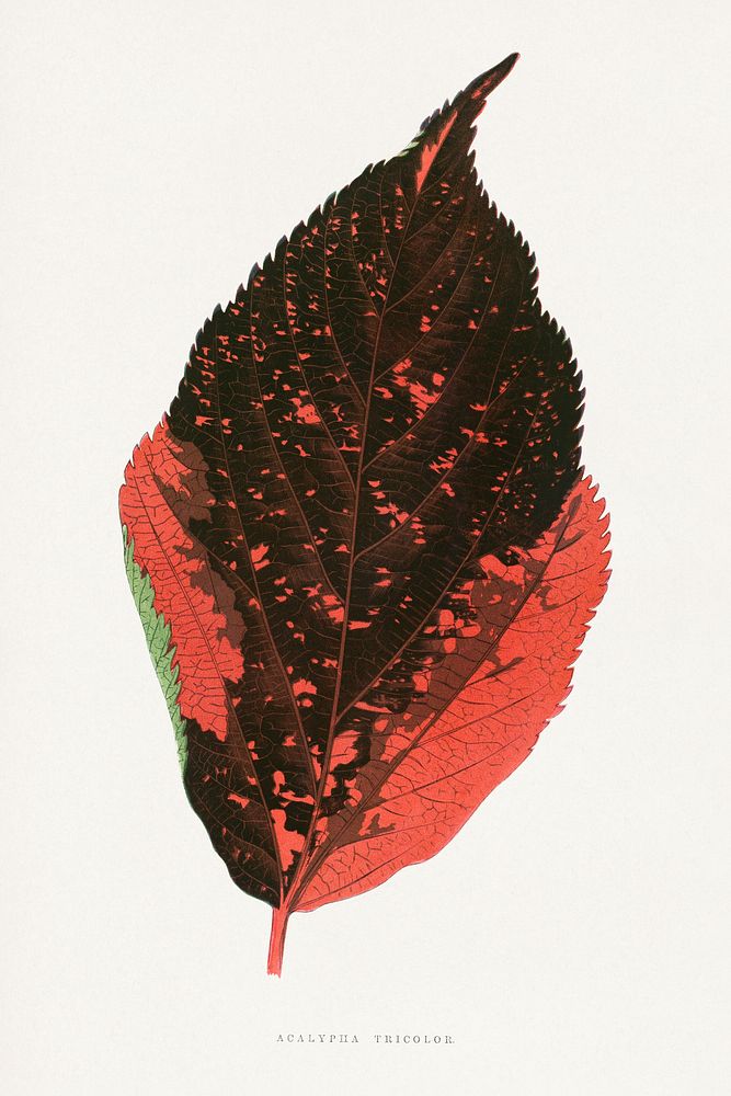 Acalypha Tricolor leaf illustration.  Digitally enhanced from our own original 1865 edition of Les Plantes à Feuillage…