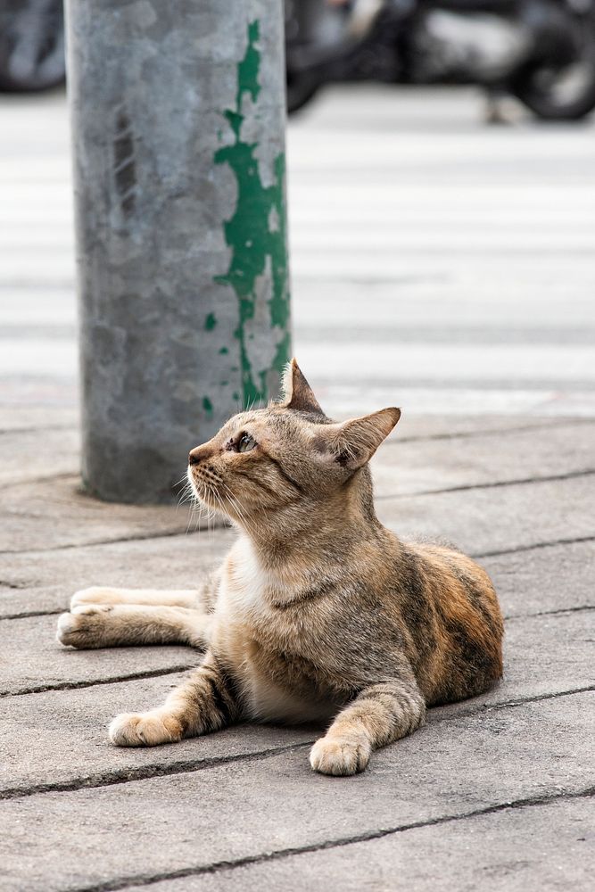 Cute street cat lying down on the footpath