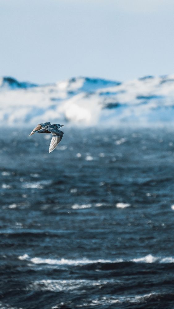 Nature desktop wallpaper background, seagull flying over the sea in Greenland