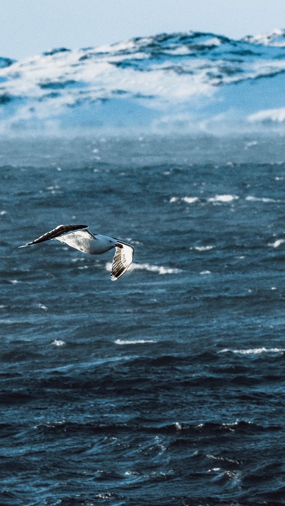Nature desktop wallpaper background, seagull flying over the sea in Greenland
