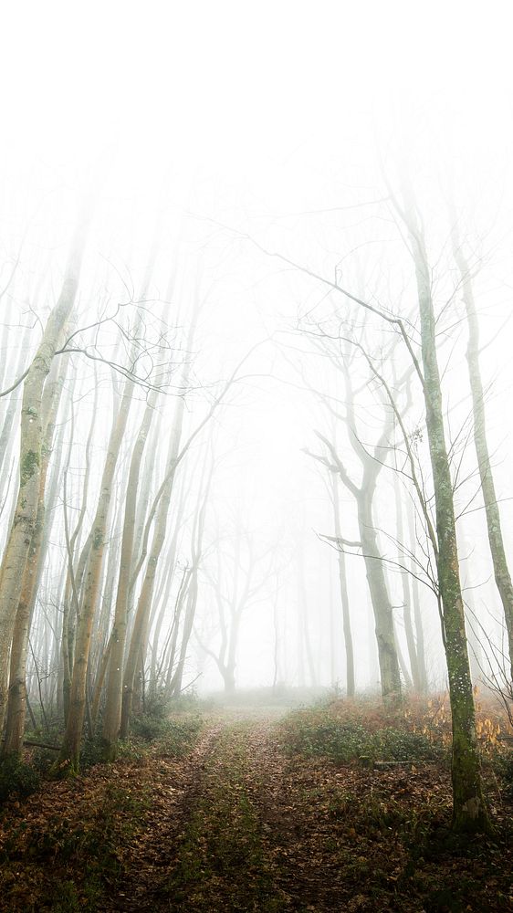 Nature mobile wallpaper background, misty forest