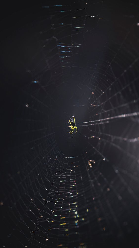 Nature mobile wallpaper background, spider web