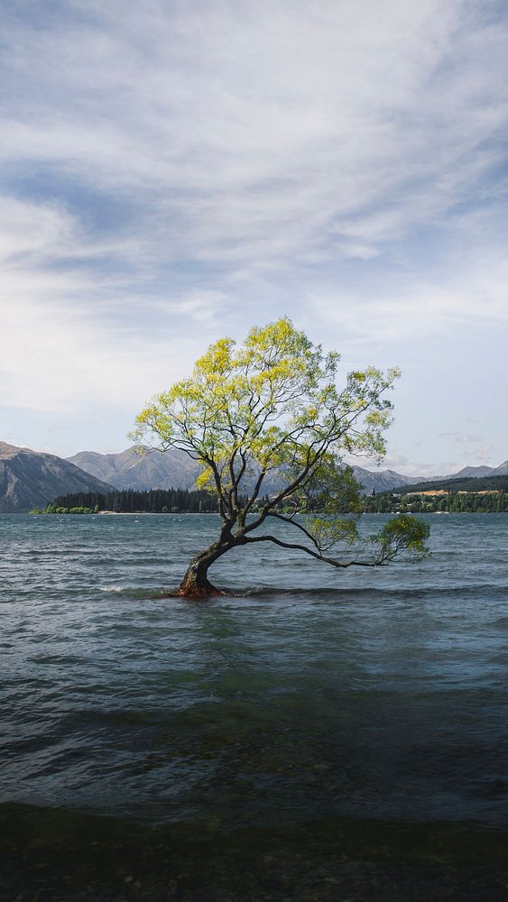 Nature mobile wallpaper background, Wanaka tree in a lake at New Zealand