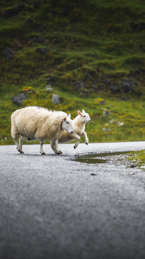 Animal phone wallpaper background, sheep and lamb crossing a road