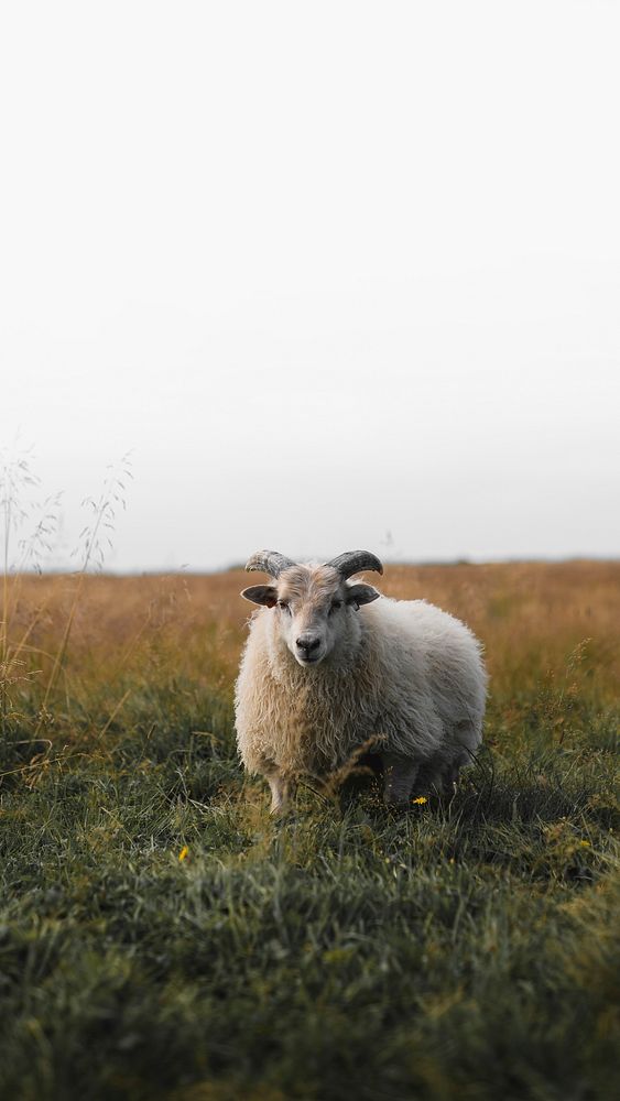 Animal mobile wallpaper background, Scottish sheep standing alone on a field