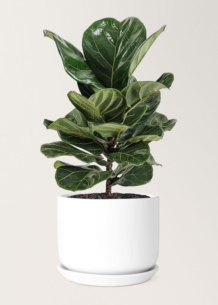 Fiddle leaf fig in a ceramic pot air-purifying plant