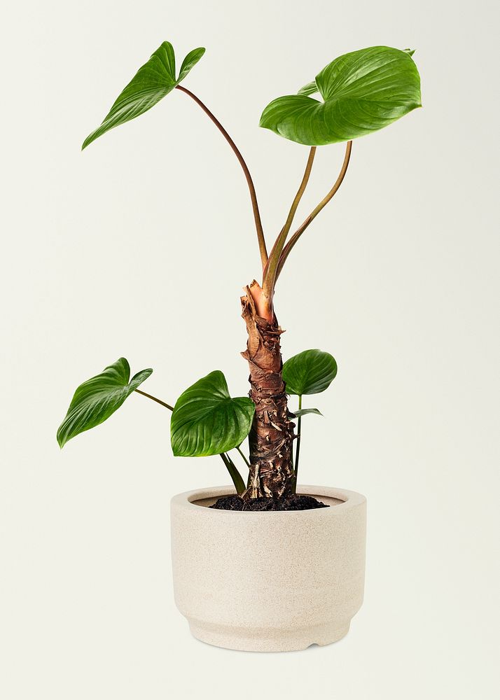 Philodendron melanoneuron mockup psd in a ceramic pot